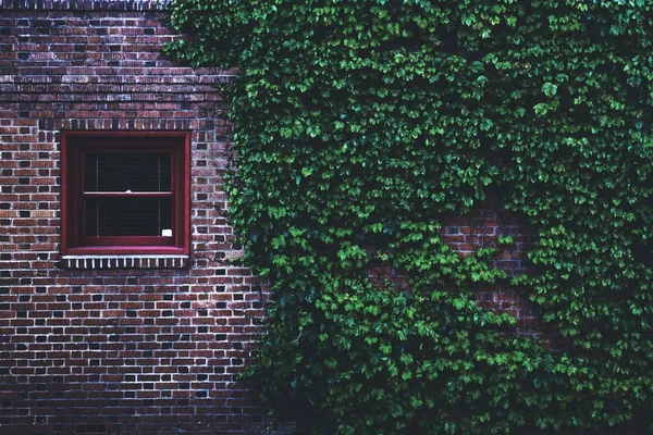 Brown concrete brick house with a window covered by green leaf vines