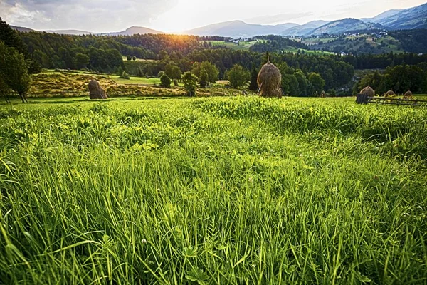 Eine Wunderschöne Landschaft Aus Grünen Bäumen Einem Grasbewachsenen Feld Unter — Stockfoto