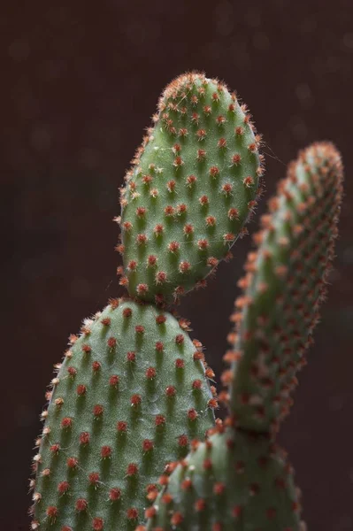 Primer plano vertical de un cactus con flores rojas sobre fondo borroso —  Fotos de Stock