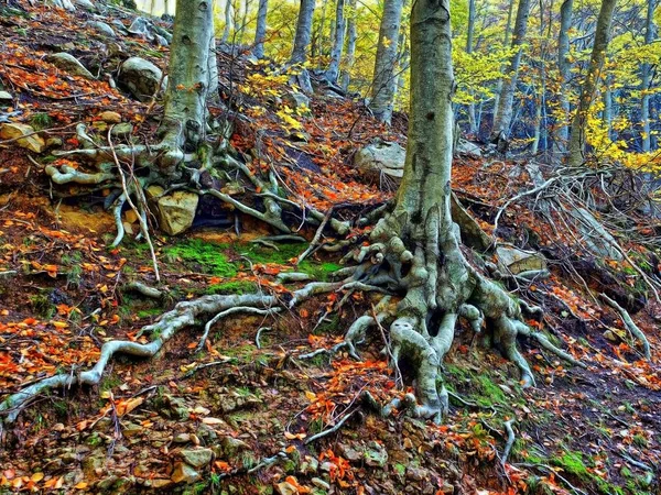 Ein Schöner Schuss Von Baumwurzeln Einem Wald Den Matagallbergen Des — Stockfoto