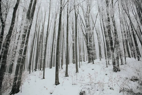 Belo Tiro Uma Floresta Com Árvores Nuas Altas Cobertas Neve — Fotografia de Stock