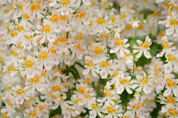Tiro de close-up de alto ângulo de um campo de belas flores de croco cretenses — Fotografia de Stock