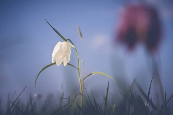 Крупный план красивого белого подснежника цветок - весна идет концепция — стоковое фото