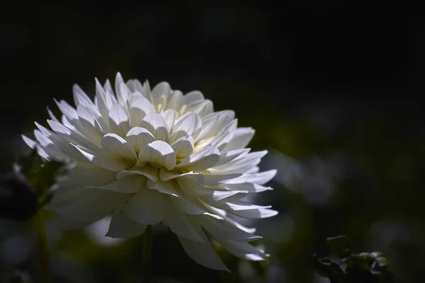 Zbliżenie egzotycznego białego kwiatu w ogrodzie z zamazanym tłem — Zdjęcie stockowe