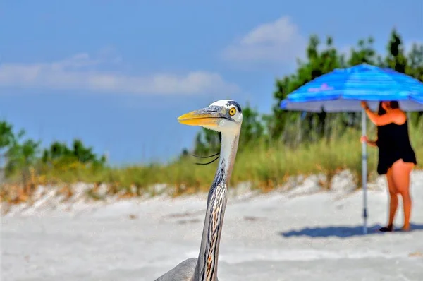 Closeup Shot Funny Great Blue Heron Beach Sunny Day — Stock Photo, Image