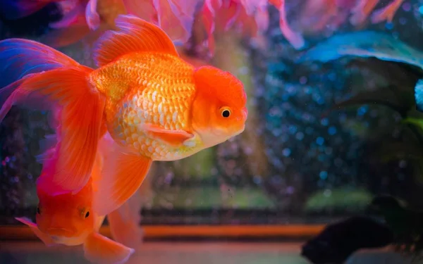 Nahaufnahme von Goldfischen im Aquarium auf verschwommenem Hintergrund — Stockfoto