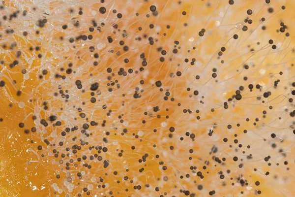 Makroaufnahme eines Pilzes auf einem morschen Kürbis — Stockfoto