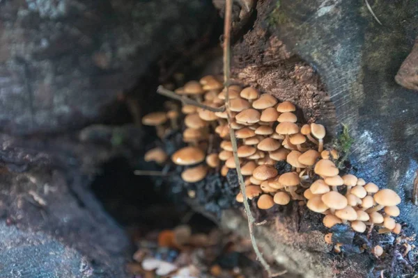 영국 브록 켄 허스트 근처의 새로운 숲에 있는 나무에서 자란 많은 버섯들을 클로즈업하여 찍은 사진 — 스톡 사진