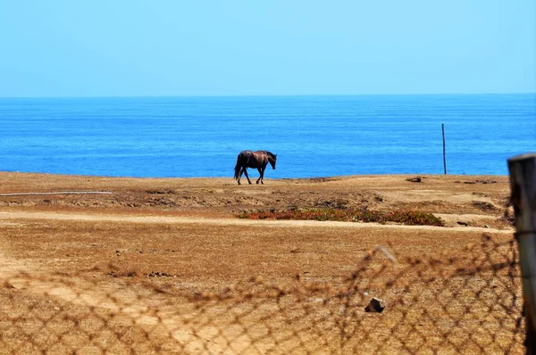 青い空の下穏やかな海の近くの牧草地で孤独な黒い馬 — ストック写真