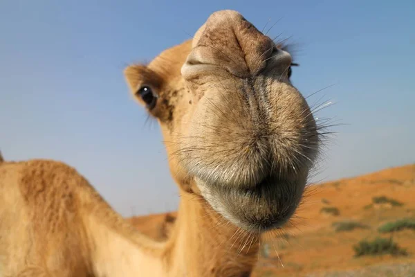 Närbild Vacker Kamel Öknen Ras Khaima Förenade Arabemiraten — Stockfoto