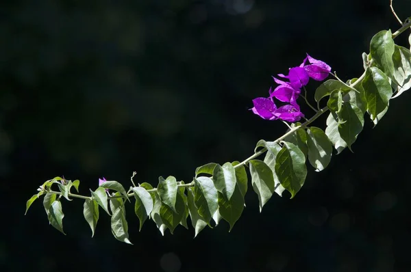 Selektive Fokusaufnahme von ein paar rosa Blüten auf einem langen Zweig mit Blättern auf verschwommenem Hintergrund — Stockfoto