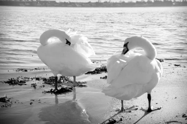 Tiro Escala Grises Dos Hermosos Cisnes Tundra Picándose Playa Cerca — Foto de Stock