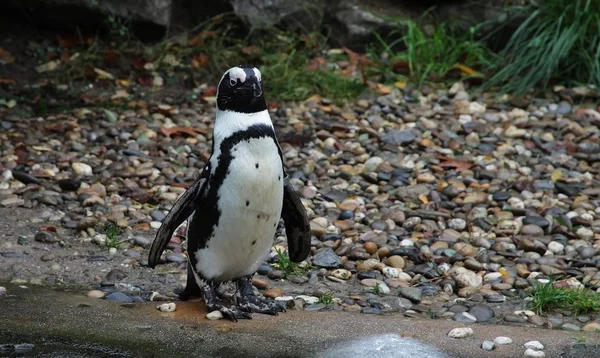Tiro Close Pinguim Bonito Chão Coberto Com Pequenos Seixos — Fotografia de Stock
