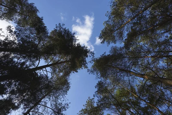 Bajo Ángulo Tiro Hermosos Árboles Altos Bajo Las Nubes Cielo — Foto de Stock