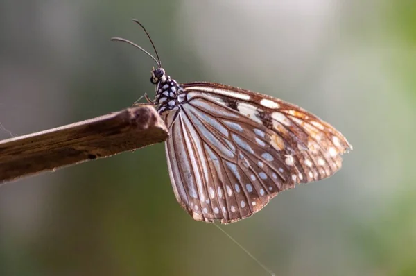 Selektive Fokusaufnahme eines Schmetterlings mit Bürstenfuß auf einem Stück Holz mit unscharfem Hintergrund — Stockfoto