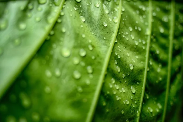 Een Koele Achtergrond Van Een Groen Blad Bedekt Met Dauwdruppels — Stockfoto