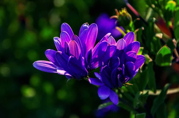 Plan de mise au point sélectif grand angle d'une plante à fleurs Osteospermum mignonne — Photo