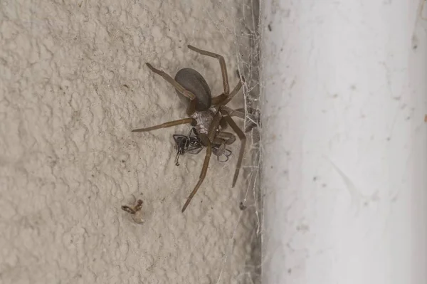 Selective focus shot of a spider in the corner of a wall — Stock Photo, Image