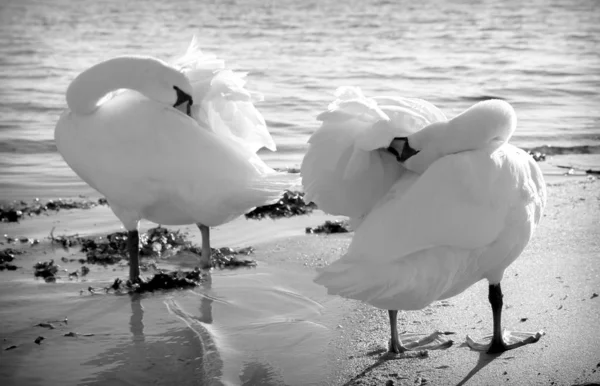 Серый Снимок Двух Прекрасных Лебедей Тундры Зудящих Пляже Возле Спокойного — стоковое фото