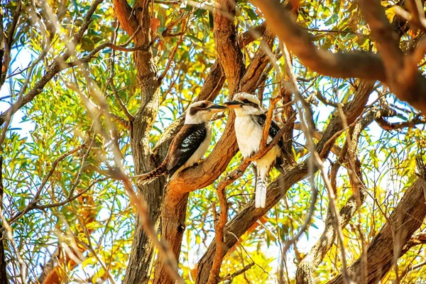 在一片浪漫的森林中央的树枝上拍下了一段浪漫的鸟情 — 图库照片