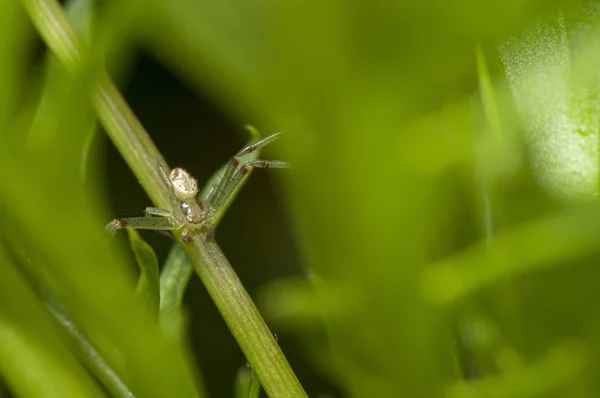 Makrovalokuvauskuva Pienestä Hyönteisestä Joka Istuu Vihreällä Oksalla Hämärtyneellä Taustalla — kuvapankkivalokuva