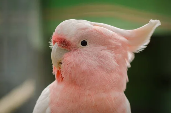 Bulanık arka planda sevimli pembe bir papağanın yakın plan fotoğrafı. — Stok fotoğraf