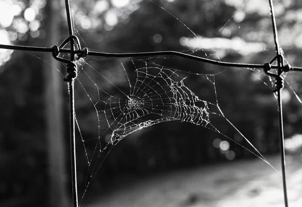 Snímek pavučiny ve stupních šedi na rozmazaném pozadí — Stock fotografie