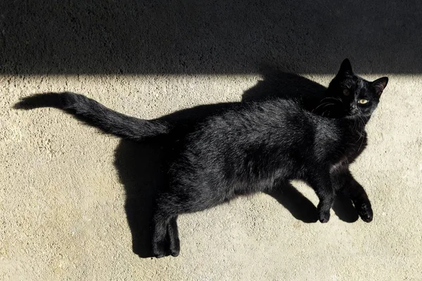 Высокоугольный Снимок Черной Кошки Лежащей Земле — стоковое фото