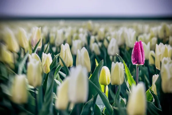 Une Seule Tulipe Violette Dans Domaine Des Tulipes Blanches Concept — Photo