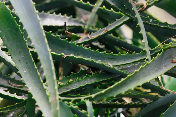Selektiv Fokus Närbild Skott Grön Aloe Växt Som Växer Mitten — Stockfoto
