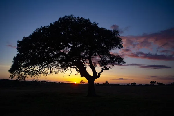 Silhouette of a beautiful tree on a field under the beautiful sunset in the colorful sky — Stock Photo, Image