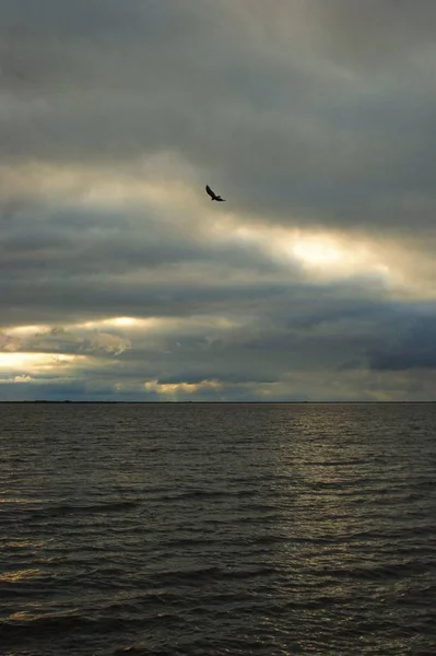 Tiro vertical de um pássaro voando no céu nublado acima do oceano calmo durante o pôr do sol — Fotografia de Stock