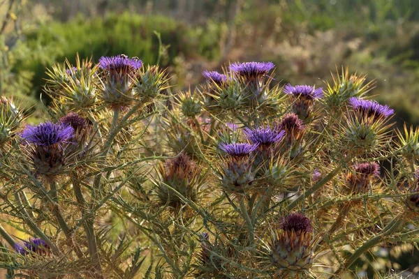 Άγρια Αγκινάρα Cynara Cardunculus Πολλαπλή Capitula Backlit Garrigue Salina Μάλτα — Φωτογραφία Αρχείου