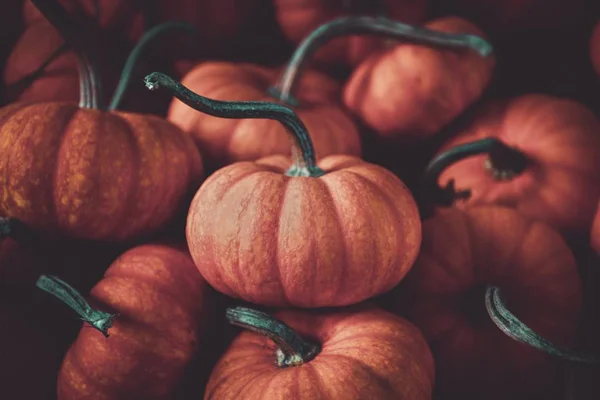 Closeup shot of piled pumpkins and squashes - Halloween concept — Stock Photo, Image