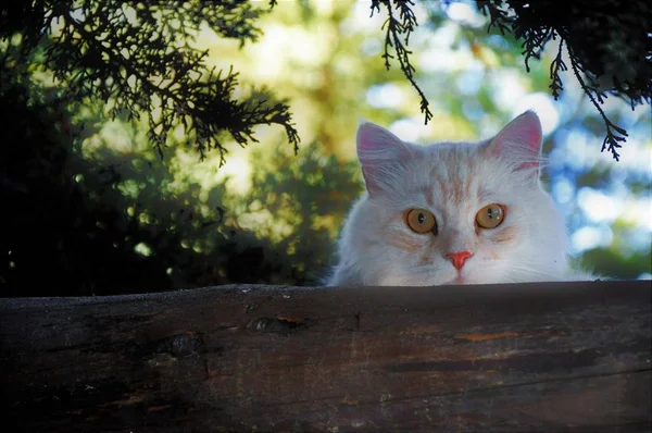 Eine Nahaufnahme Einer Niedlichen Flauschigen Weißen Katze Die Direkt Die — Stockfoto