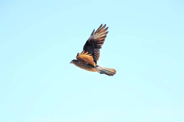 A beautiful shot of a northern harrier bird flying under the clear sky -freedom concept