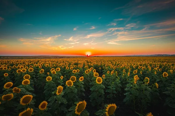 Magnífica vista de los girasoles bajo el colorido cielo capturado en Andalucía, España —  Fotos de Stock