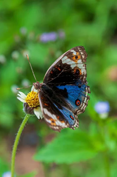 Primer plano vertical de una hermosa mariposa sobre un fondo borroso —  Fotos de Stock