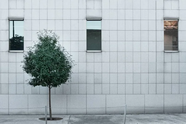 Árvore solitária em frente a um edifício moderno branco com três janelas — Fotografia de Stock