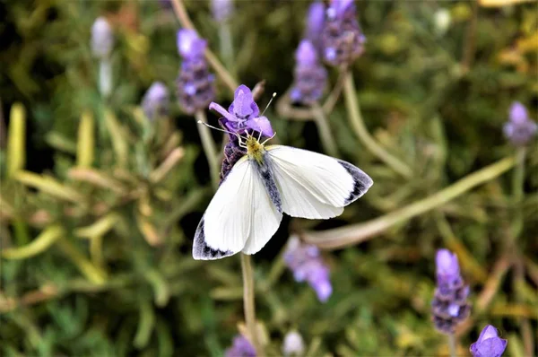 Fotografia macro de uma borboleta branca em flores de lavanda inglesas com um fundo embaçado — Fotografia de Stock