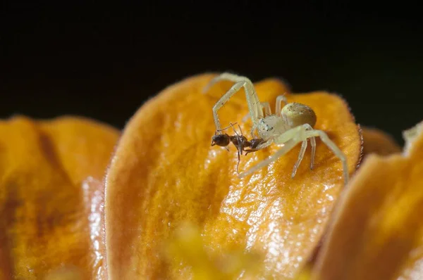 Selektive Fokusaufnahme einer kleinen Spinne auf einem gelben Blütenblatt mit schwarzem Hintergrund — Stockfoto