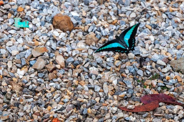 Uma Foto Close Uma Bela Borboleta Azul Nos Cascalhos Ótimo — Fotografia de Stock