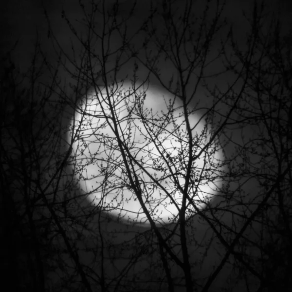 在树枝后面拍摄的模糊的月亮的灰度照片 — 图库照片