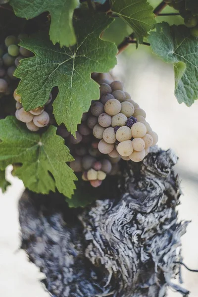 Tiro Vertical Uvas Amarillas Sobre Árbol Viñedo — Foto de Stock