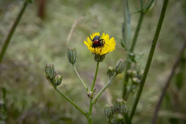 Selektive Fokusaufnahme schöner gelber Blumen in einem Wald mit verschwommenem Hintergrund — Stockfoto