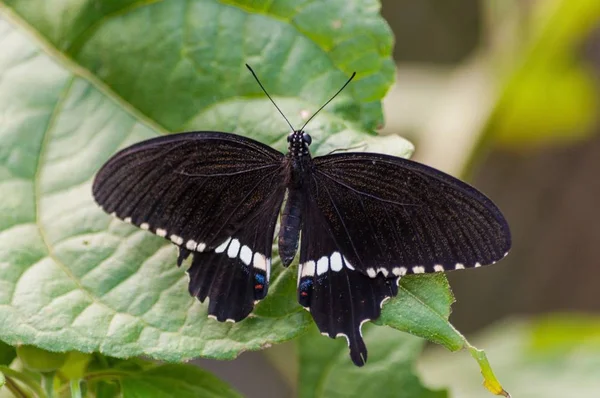 Primer plano de una mariposa negra sobre una planta verde con un fondo borroso —  Fotos de Stock