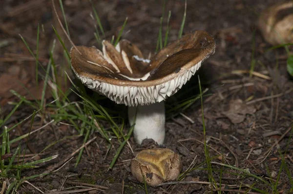 Eine Selektive Fokusaufnahme Eines Boden Wachsenden Russula Integra Pilzes — Stockfoto