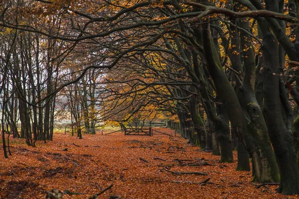 Захватывающий Снимок Обнаженных Ветвей Деревьев Осенью Красными Листьями Земле — стоковое фото