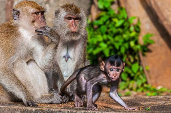 희미 한 배경에 엄마, 아빠, 아기 원숭이와 원숭이가 있는 원숭이 가족의 아름다운 사진 — 스톡 사진