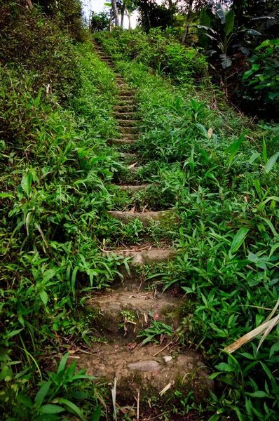 Een Verticaal Schot Van Trappen Bedekt Met Gras Banaue Rice — Stockfoto